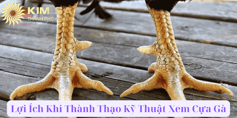 Lợi Ích Khi Thành Thạo Kỹ Thuật Xem Cựa Gà