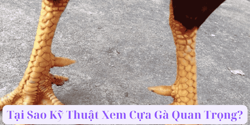 Tại Sao Kỹ Thuật Xem Cựa Gà Quan Trọng?